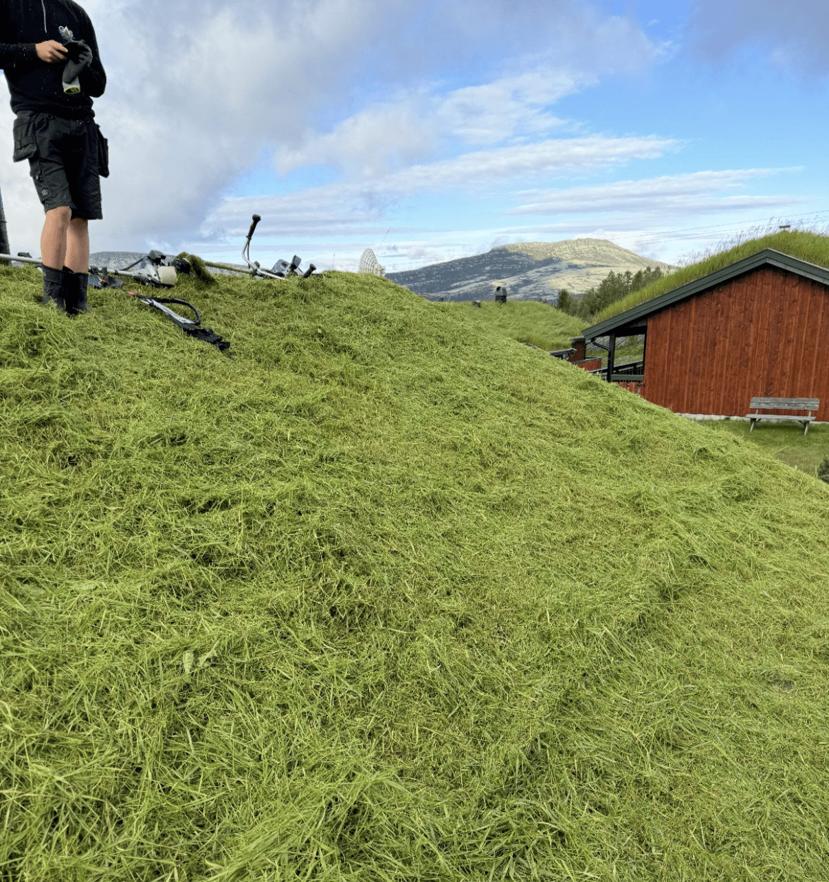 Klipping av torvtak på fjellhytte