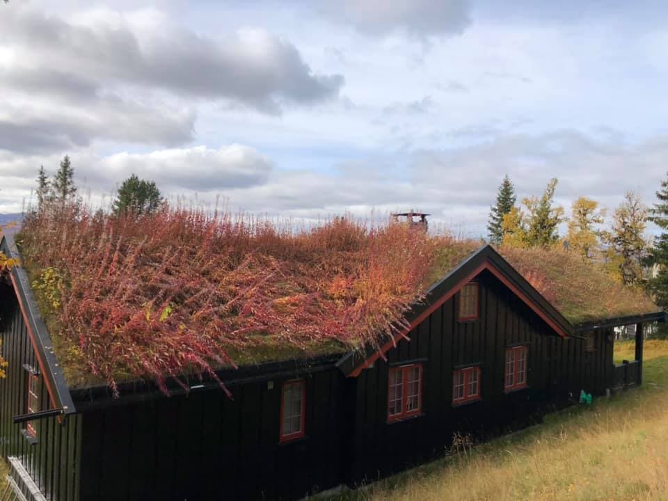 Torvtak med overvekst – trenger vedlikehold